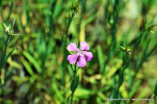 nte Venere-15-07-2015 21-02-44